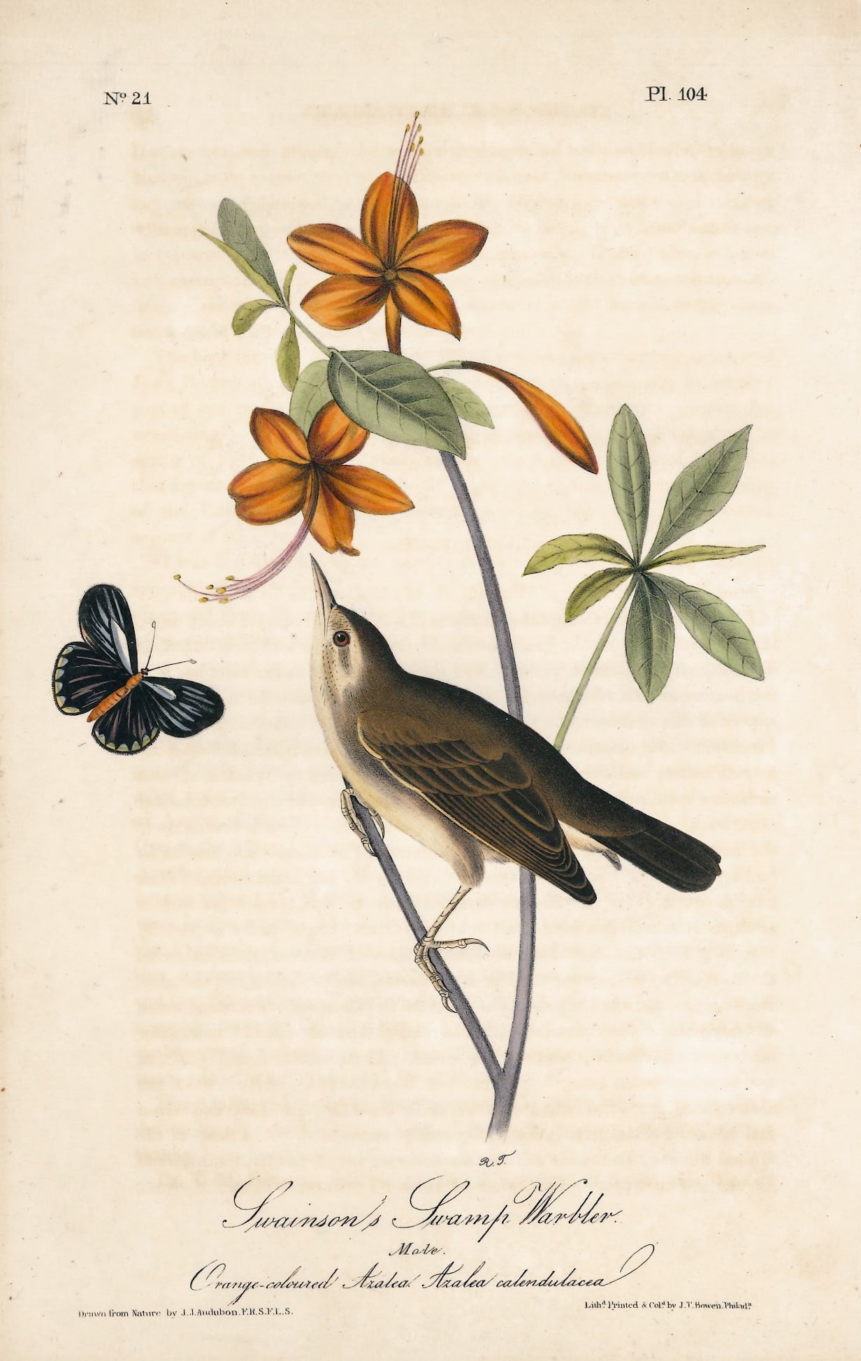 AUDUBON, John James (1785 - 1851), Swainson's Swamp Warbler (Plate 104), 1839-1844