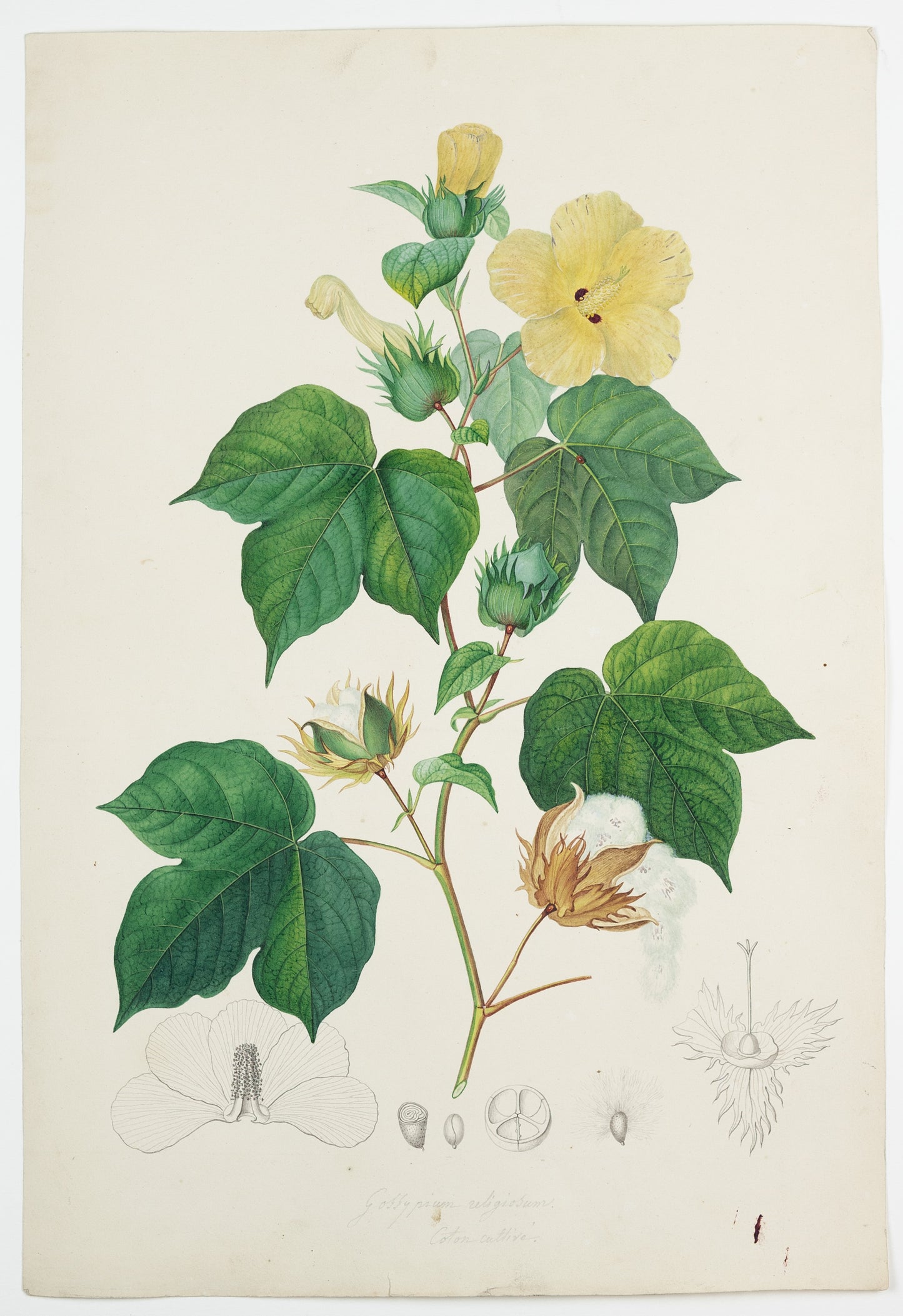 PIERRE JEAN FRANÇOIS TURPIN (FRENCH, 1775–1840). Upland Cotton. 1808–1827.