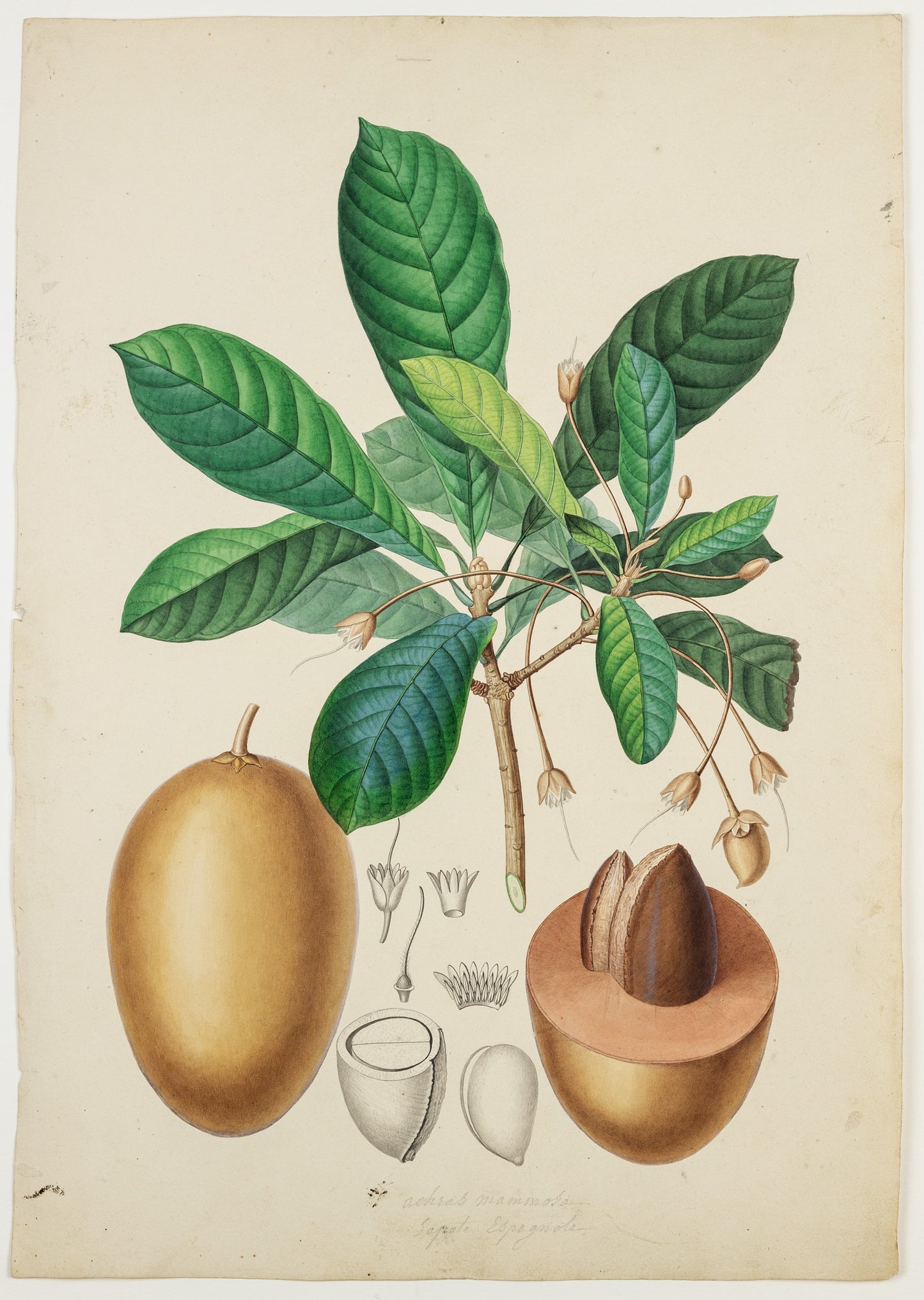 PIERRE JEAN FRANÇOIS TURPIN (FRENCH, 1775 – 1840). Mamey sapote. 1808–1827.