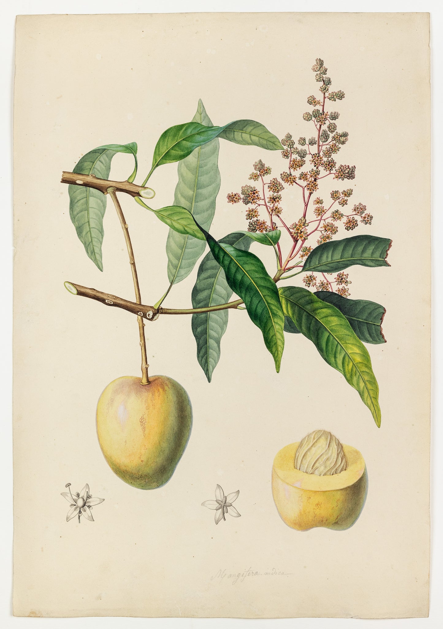 PIERRE JEAN FRANÇOIS TURPIN (FRENCH, 1775 - 1840). Mango Tree. 1808-1827.