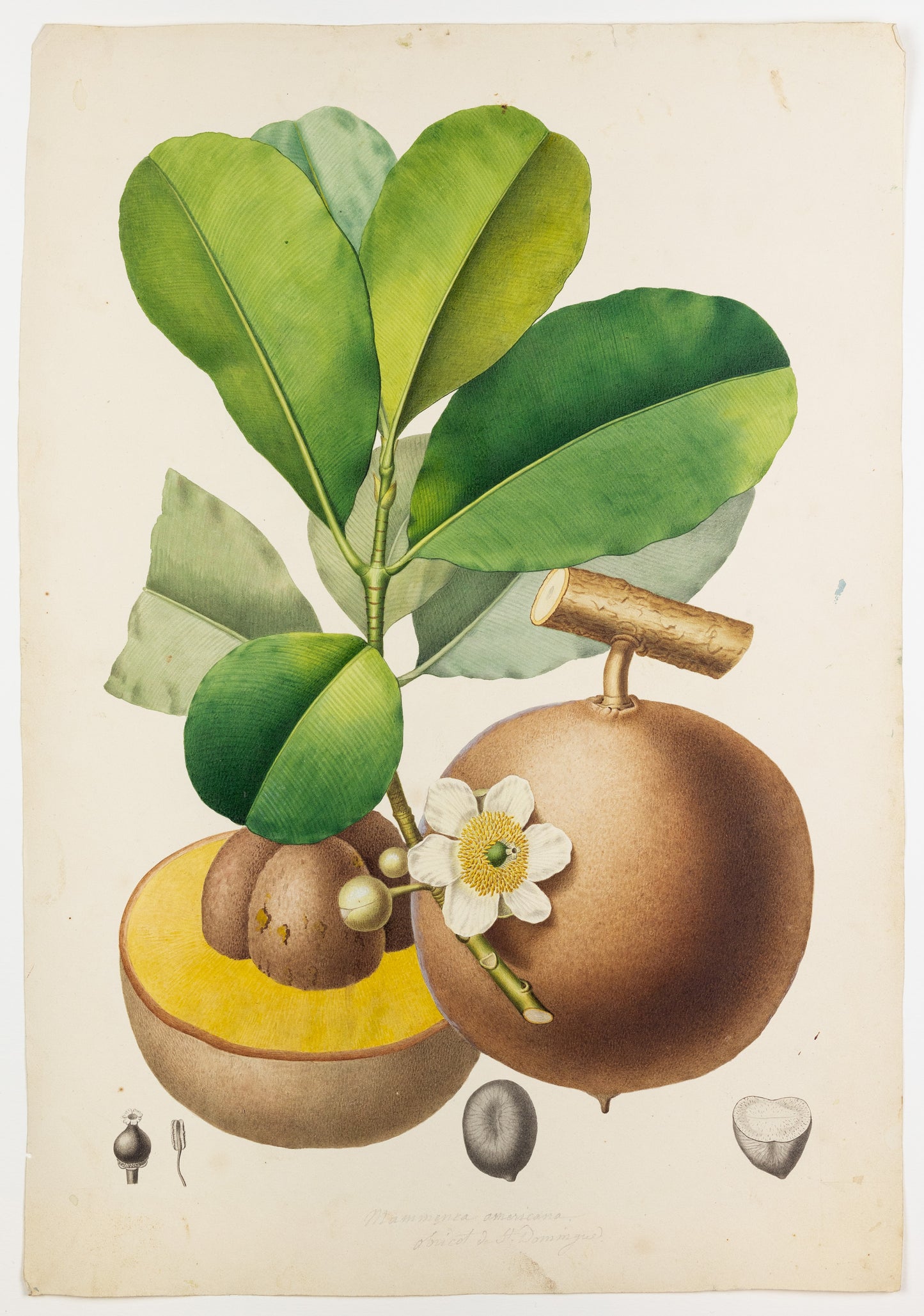 PIERRE JEAN FRANÇOIS TURPIN (FRENCH, 1775 - 1840). Mammee apple tree. 1808-1827.