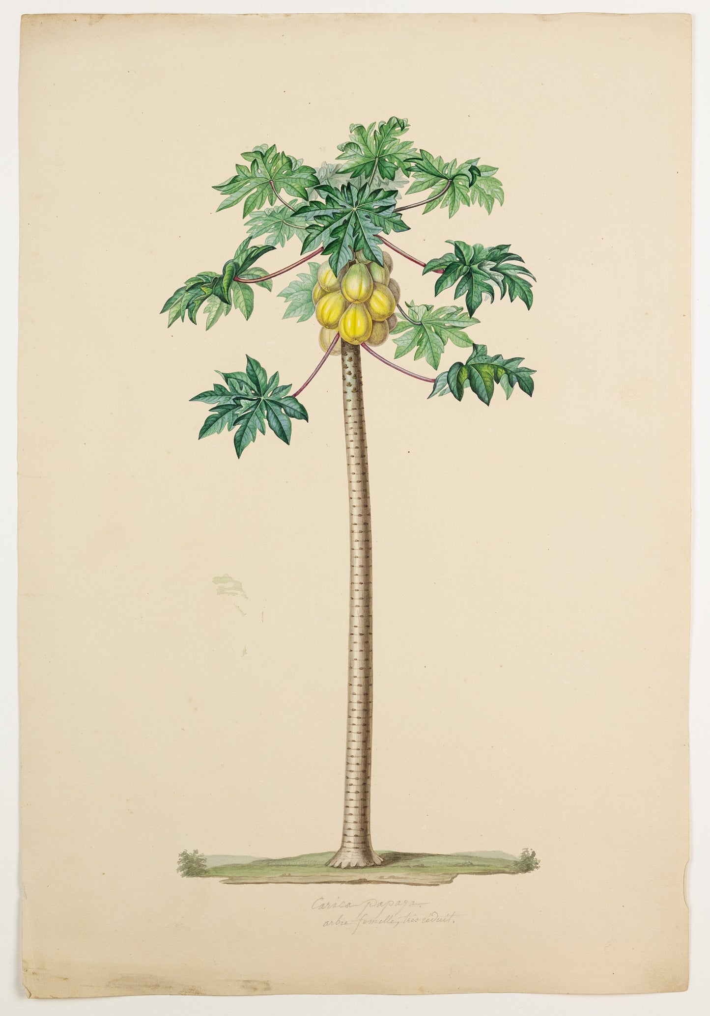 PIERRE JEAN FRANÇOIS TURPIN (FRENCH, 1775 – 1840). The Pawpaw Tree.
