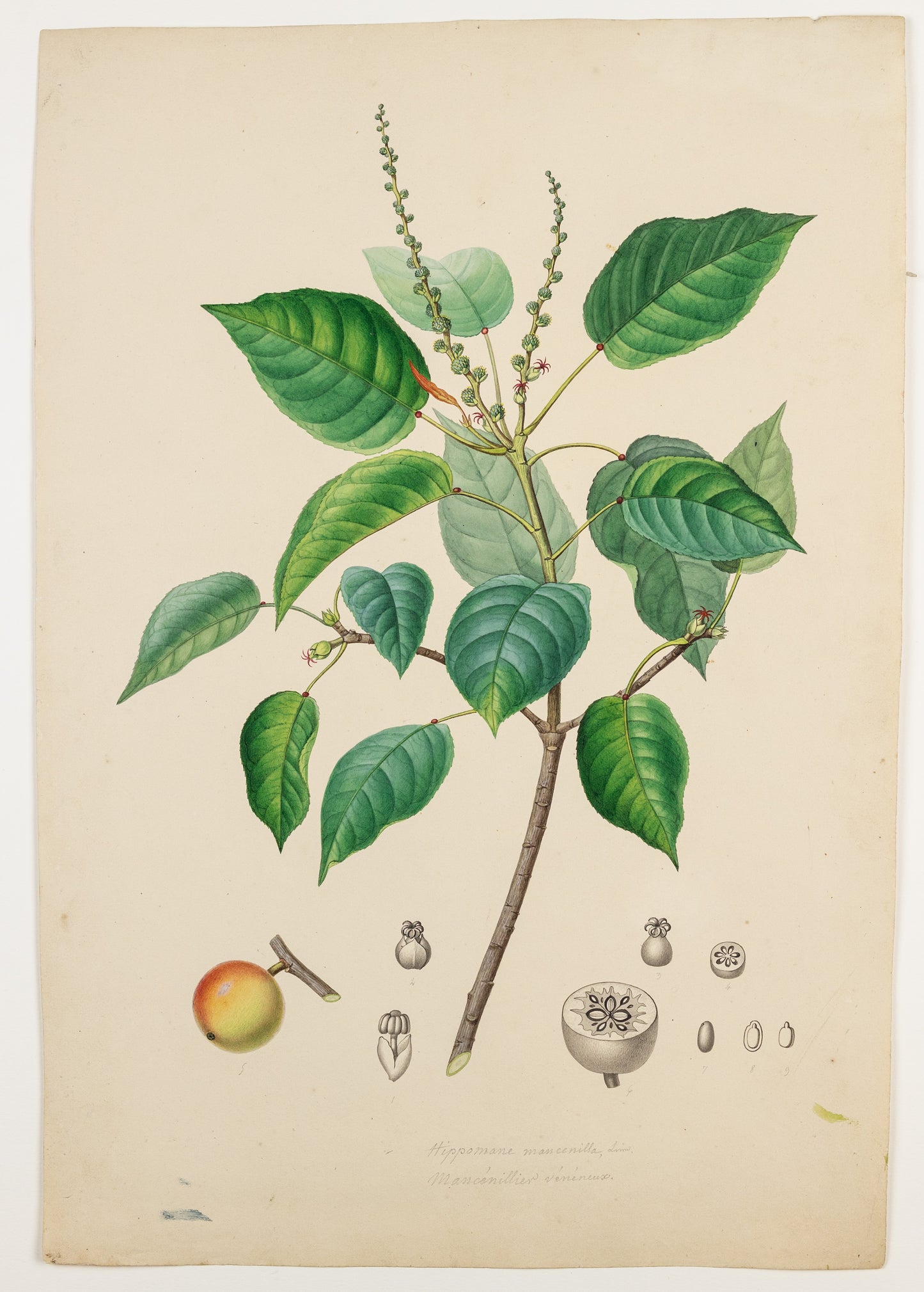 PIERRE JEAN FRANÇOIS TURPIN (FRENCH, 1775–1840). The manchineel tree.