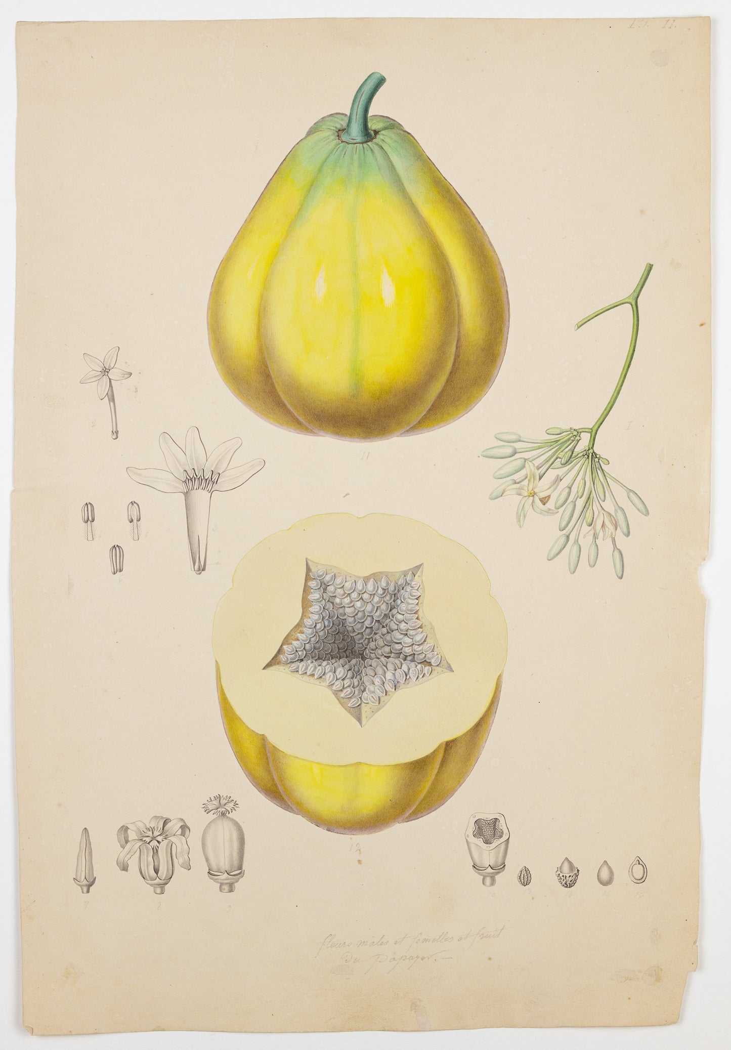 PIERRE JEAN FRANÇOIS TURPIN (FRENCH, 1775 - 1840). The Pawpaw Tree Fruit.