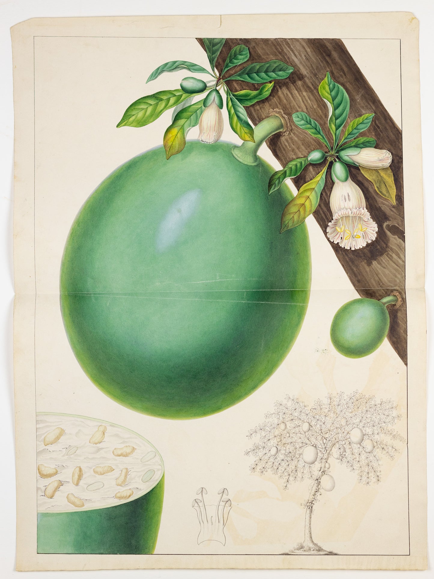 PIERRE JEAN FRANÇOIS TURPIN (FRENCH, 1775–1840). The Larger Calabash Tree. 1808–1827.