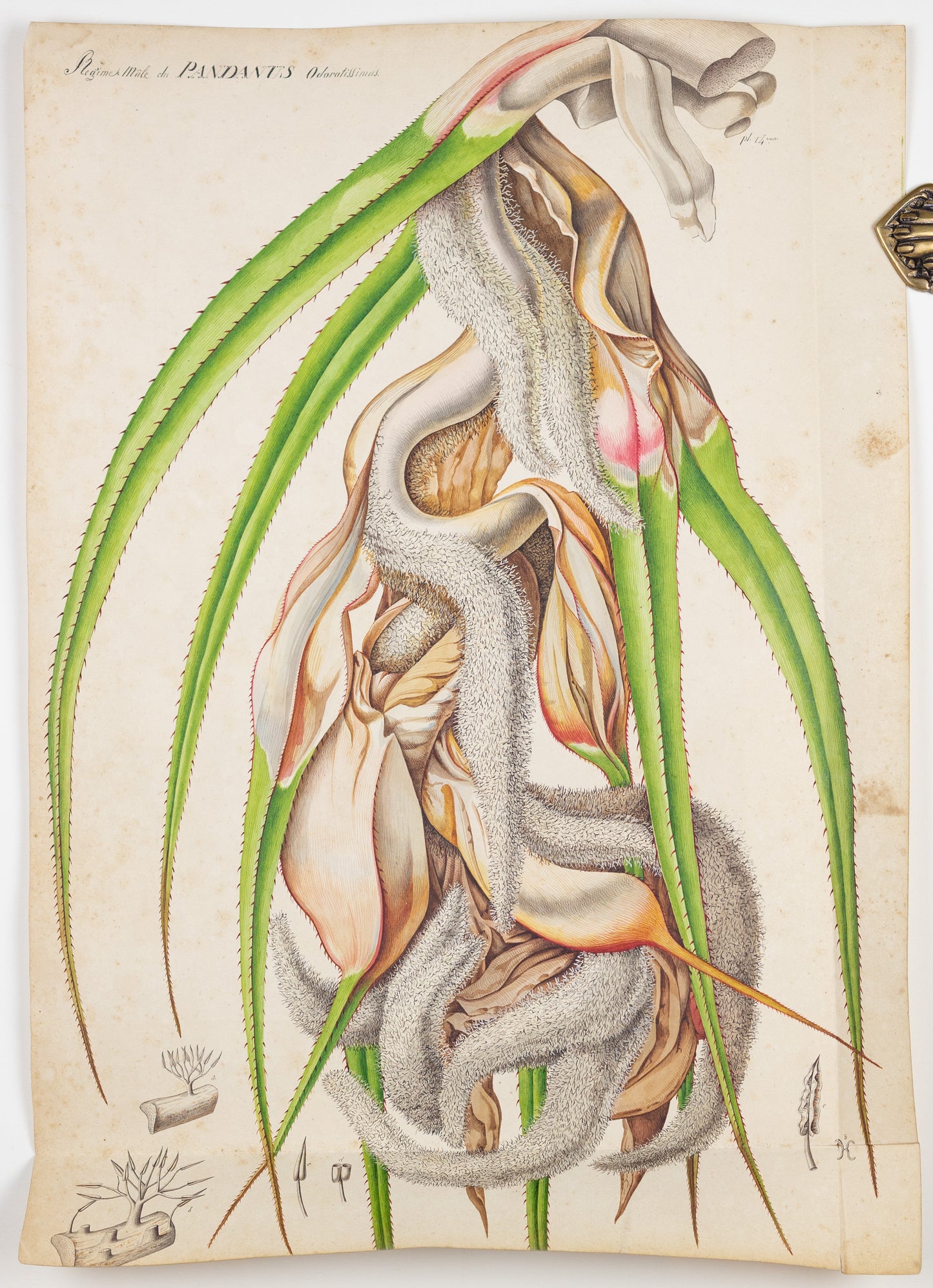 PIERRE JEAN FRANÇOIS TURPIN (FRENCH, 1775 - 1840). Screwpine.