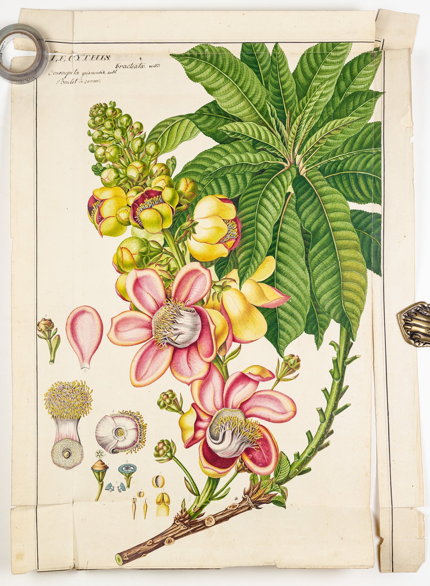 PIERRE JEAN FRANÇOIS TURPIN (FRENCH, 1775 – 1840). Cannonball tree. 1808–1827.