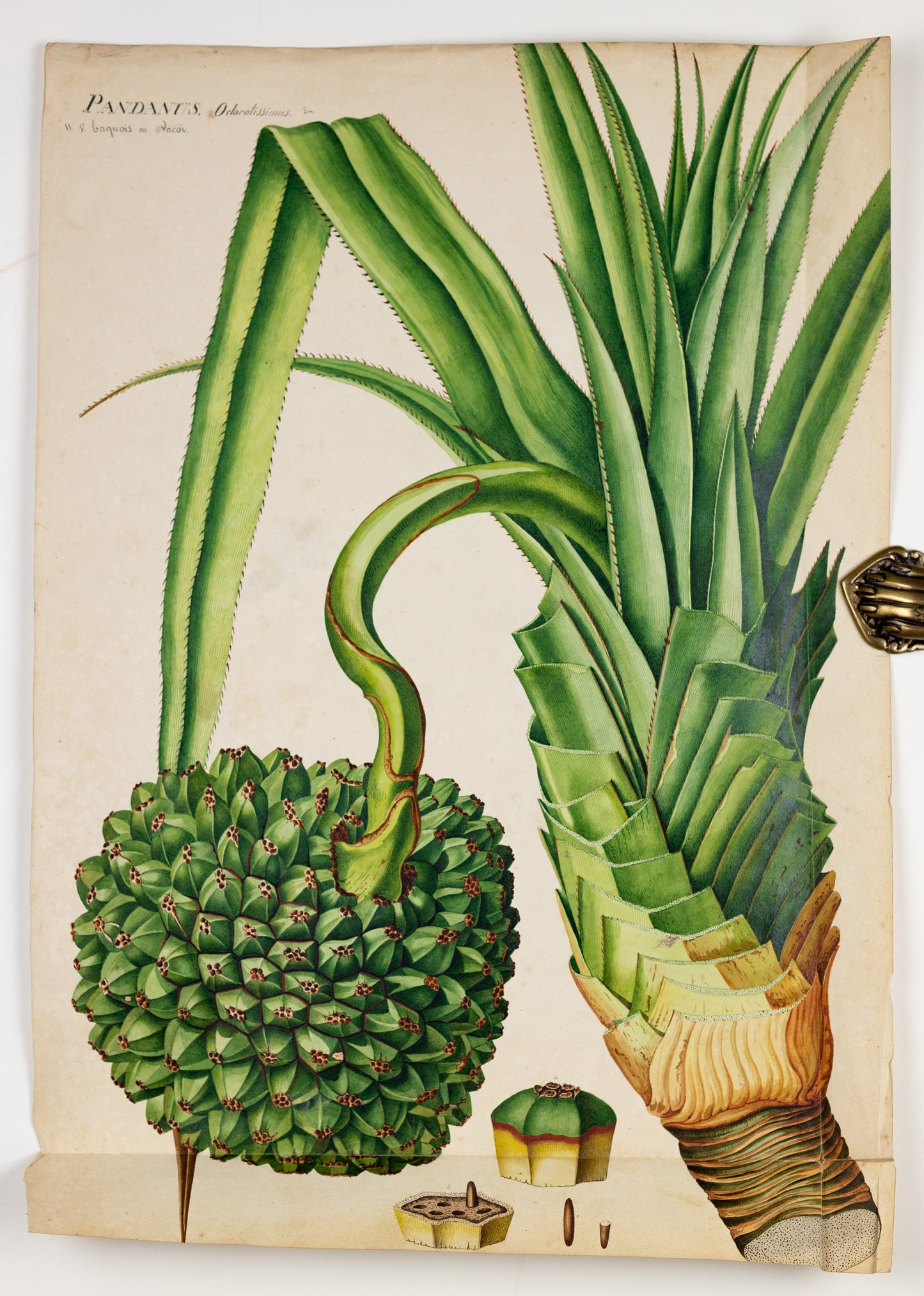 PIERRE JEAN FRANÇOIS TURPIN (FRENCH, 1775 - 1840). Common Screw Pine.