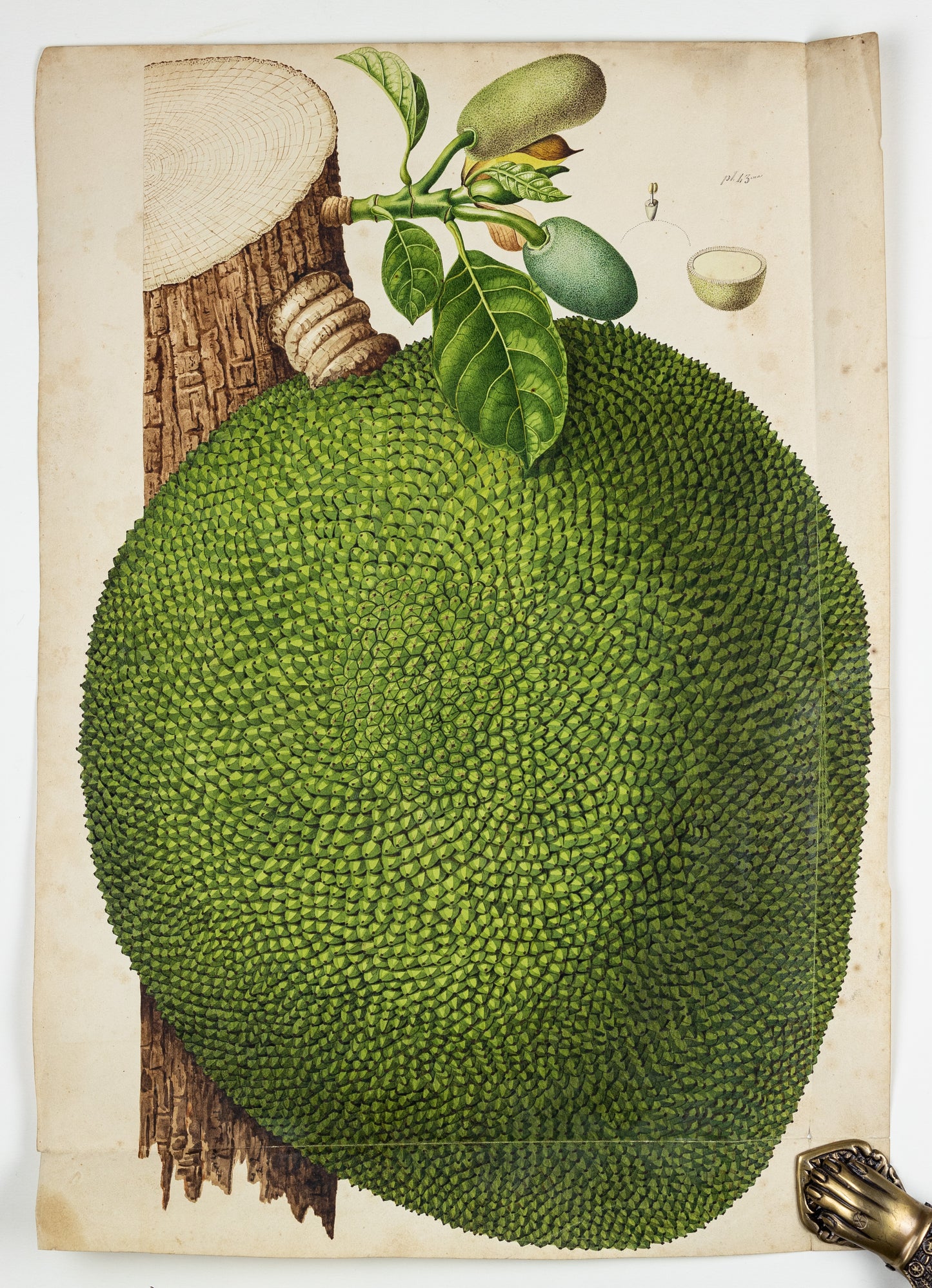 PIERRE-ANTOINE POITEAU (FRENCH, 1766–1854). Jackfruit. 1808–1827.