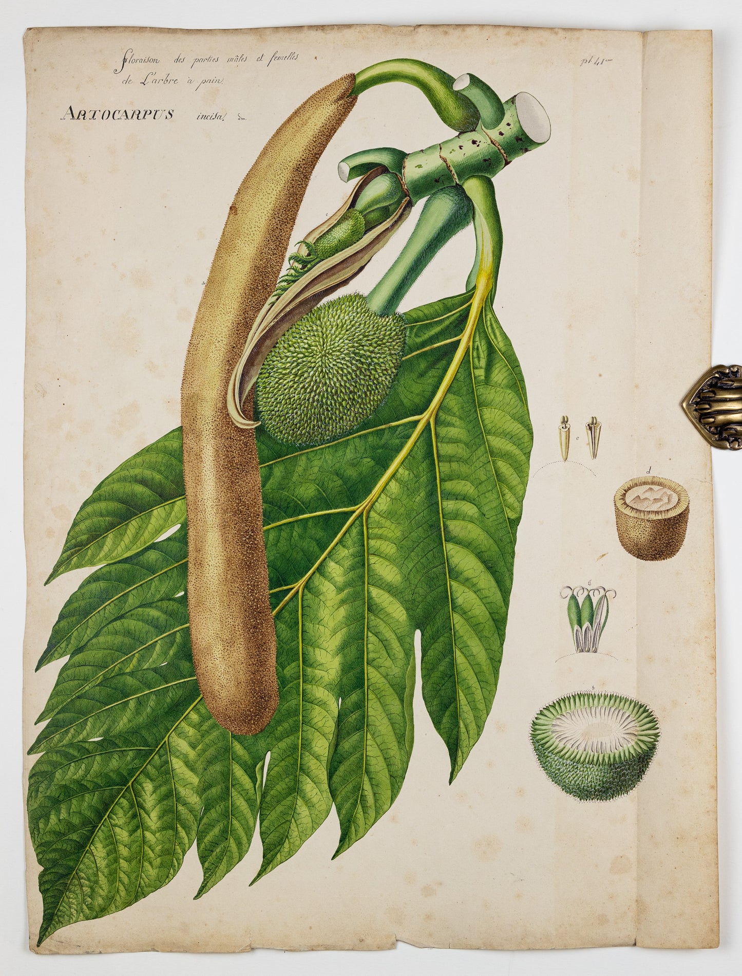 PIERRE JEAN FRANÇOIS TURPIN (FRENCH, 1775–1840). A male catkin of a Breadfruit Tree. 1808–1827.