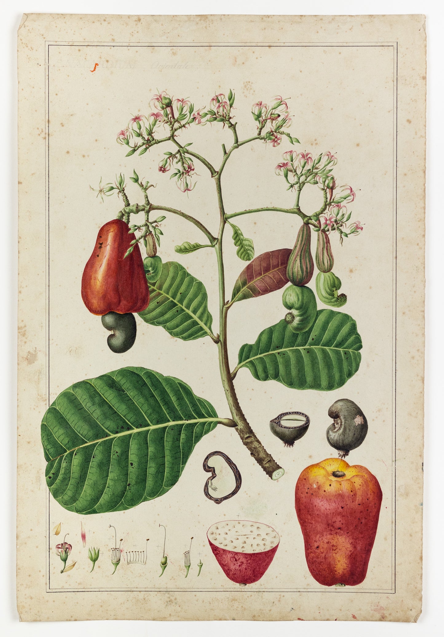 PIERRE JEAN FRANÇOIS TURPIN (FRENCH, 1775 - 1840). Cashew Apple Tree.