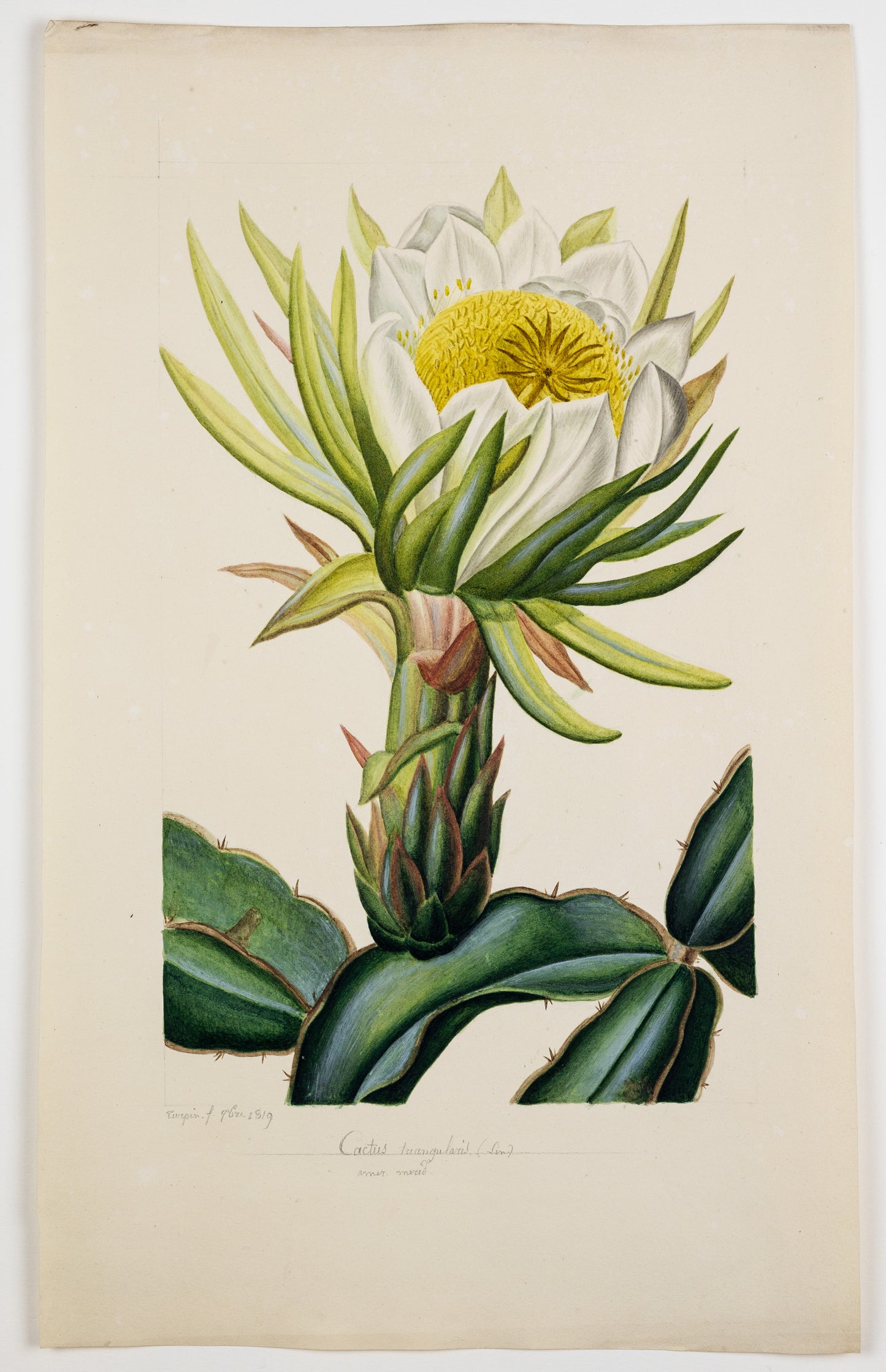 PIERRE JEAN FRANÇOIS TURPIN (FRENCH, 1775 - 1840). Cactus Triangularis.