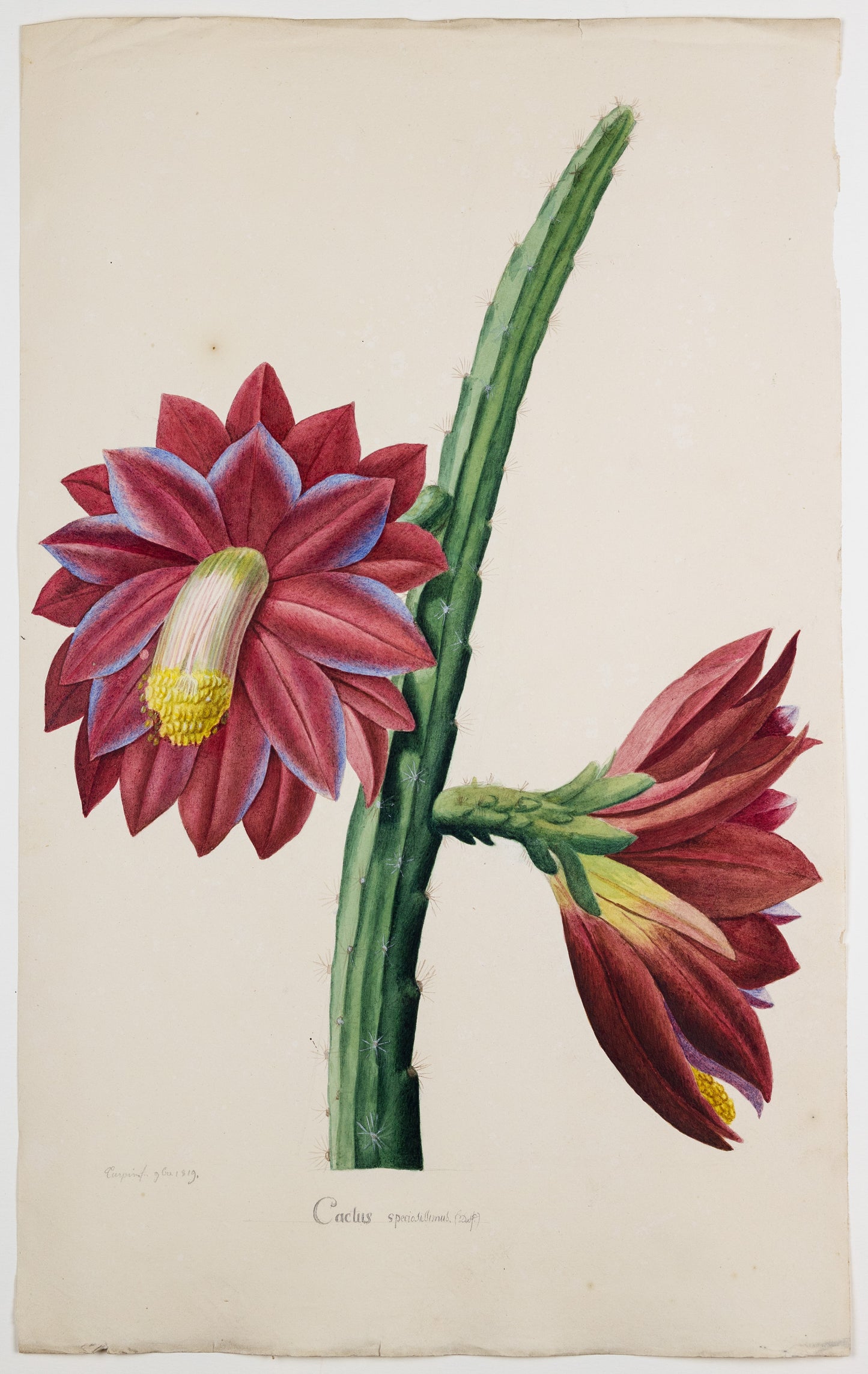 PIERRE JEAN FRANÇOIS TURPIN (FRENCH, 1775 - 1840). Sun Cactus.