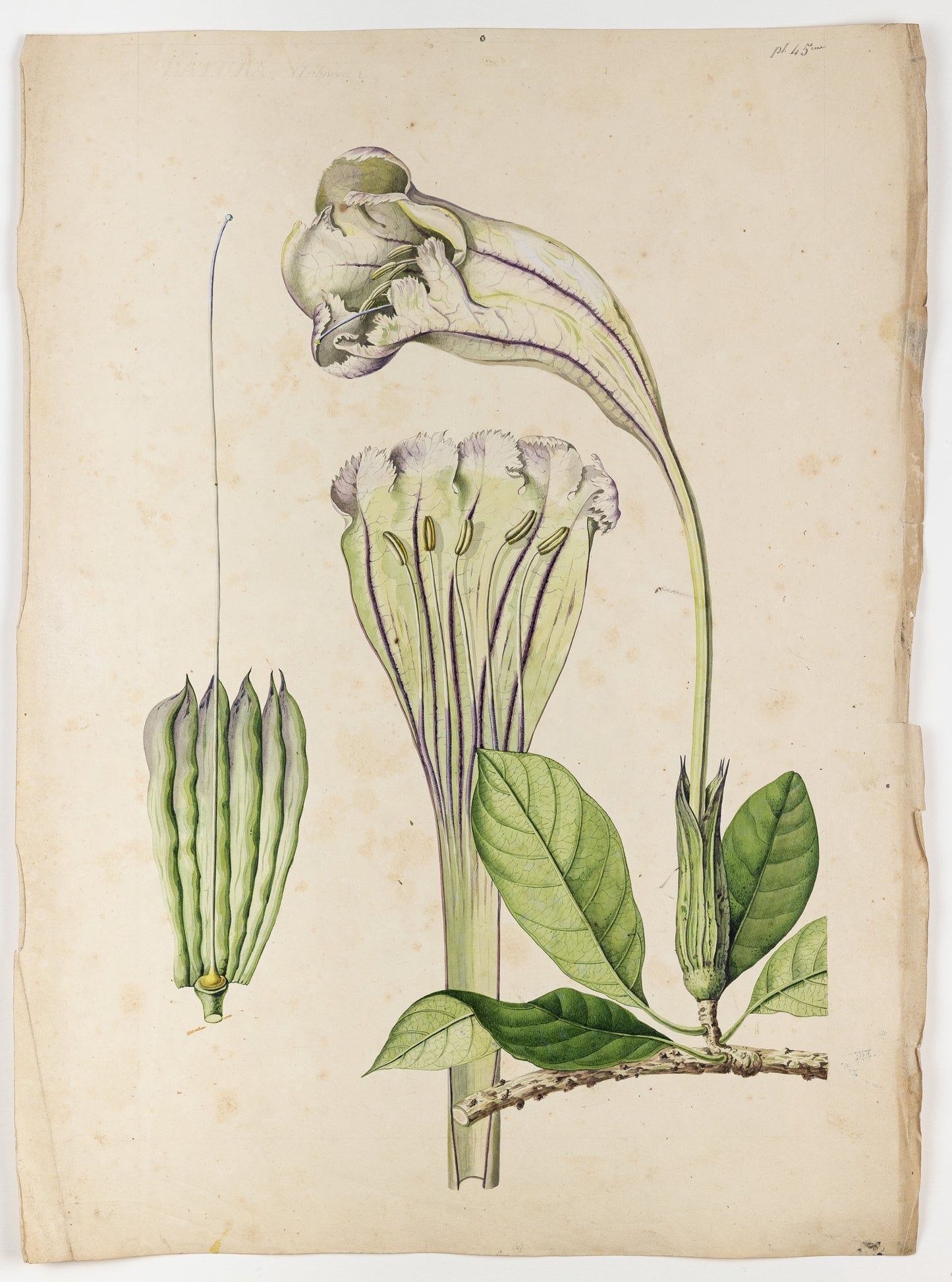 PIERRE JEAN FRANÇOIS TURPIN (FRENCH, 1775 - 1840). Trumpet Flower.