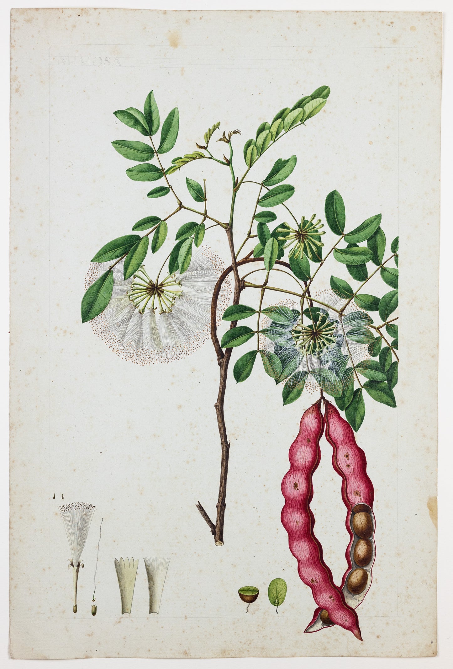 PIERRE JEAN FRANÇOIS TURPIN (FRENCH, 1775 - 1840). Alba Mimosa.