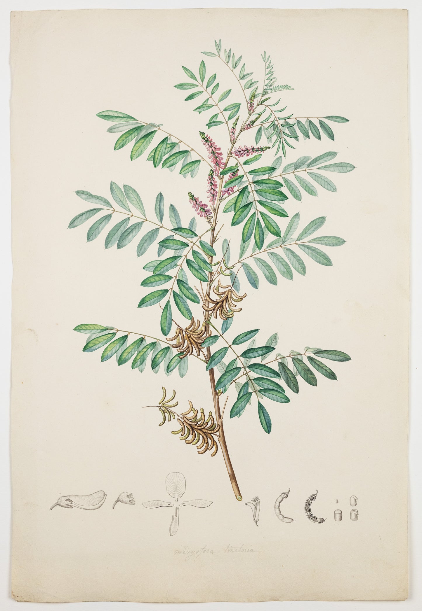 PIERRE JEAN FRANÇOIS TURPIN (FRENCH, 1775–1840). Wild Indigo. 1808–1827.