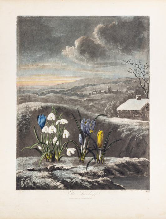 THORNTON, Dr Robert John (c. 1765-1832). Pl. 3, The Snowdrop