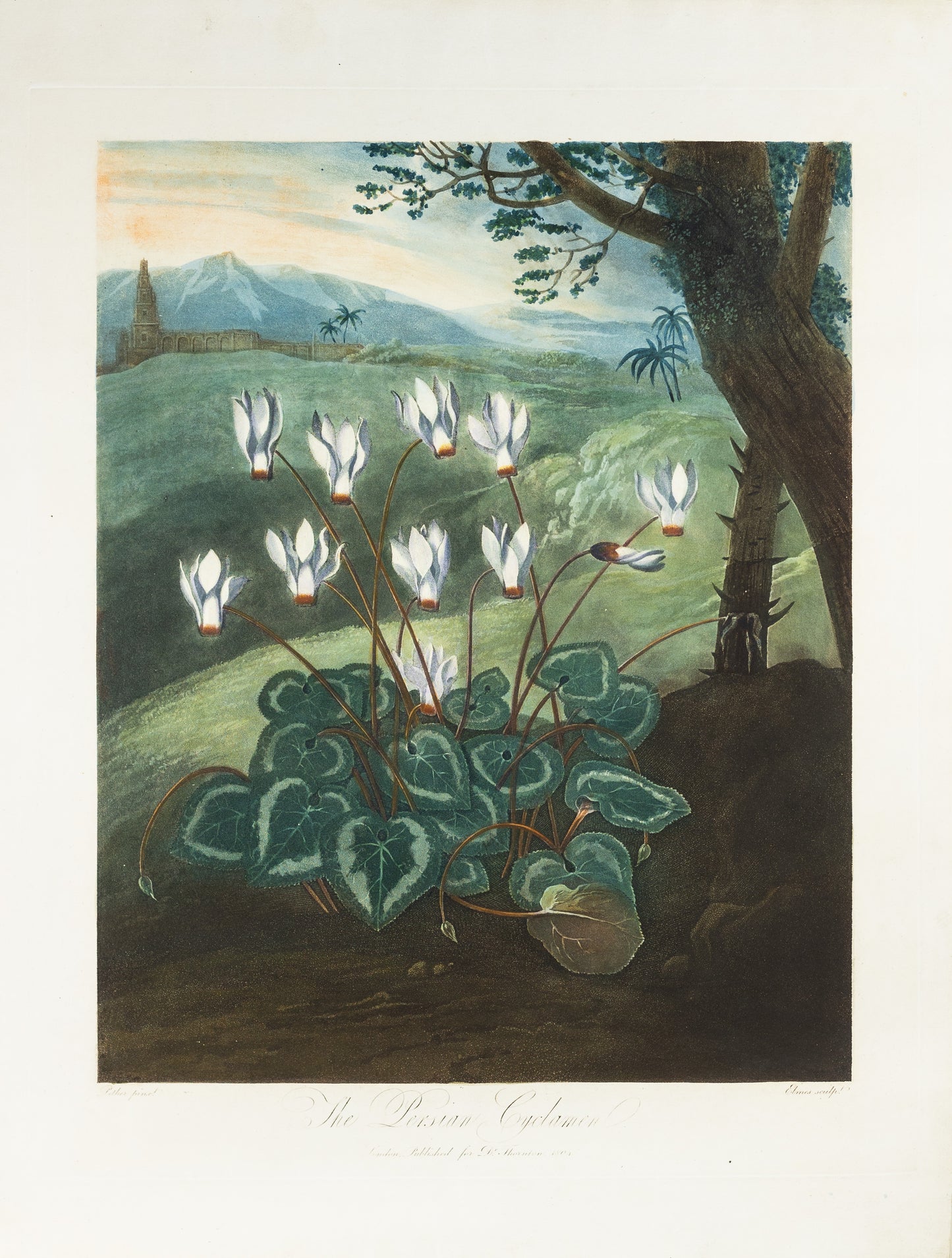 THORNTON, Dr Robert John (c. 1765-1832). Pl. 4, The Persian Cyclamen