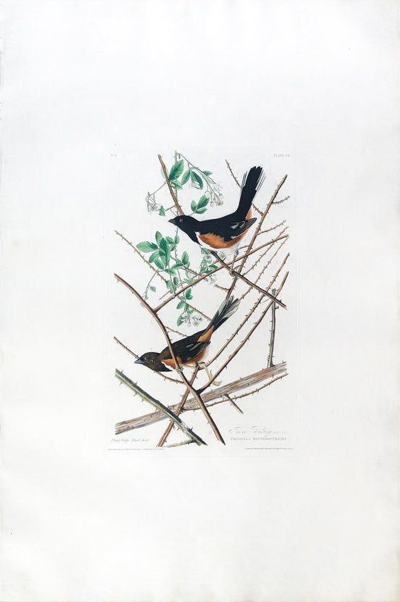 John James Audubon (1785-1851), Plate XXIX Towhe Bunting