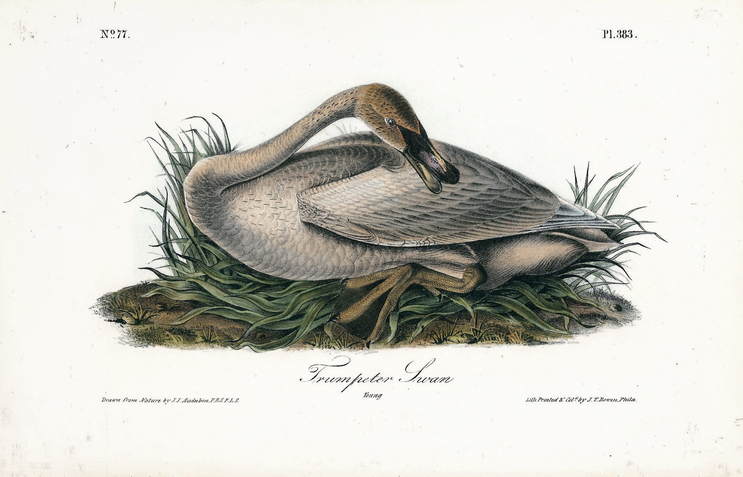 AUDUBON, John James (1785 - 1851), Trumpeter Swan (Plate 383), 1839-1844