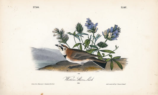 AUDUBON, John James (1785 - 1851), Western Shore Lark (Plate 497), 1839-1844