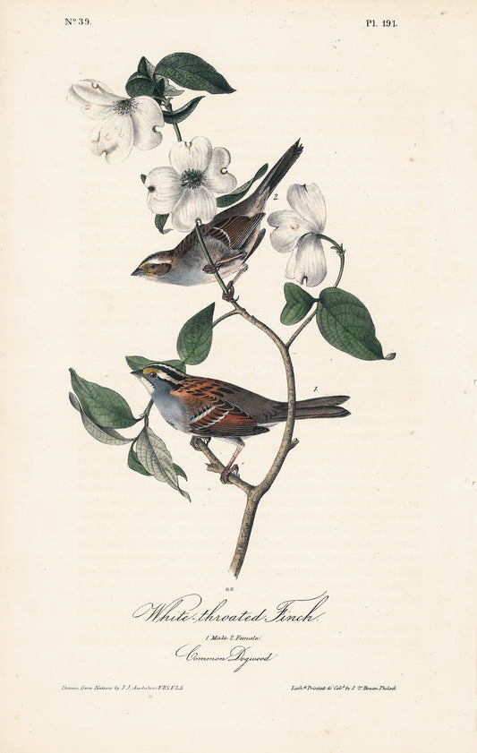 AUDUBON, John James (1785 - 1851), White Throated Finch (Plate 191), 1839-1844