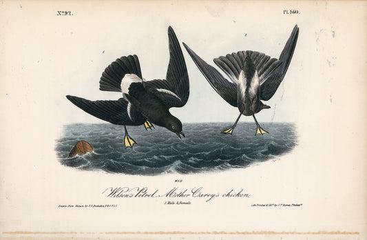 AUDUBON, John James (1785 - 1851), Wilson's Petrel (Plate 460), 1839-1844