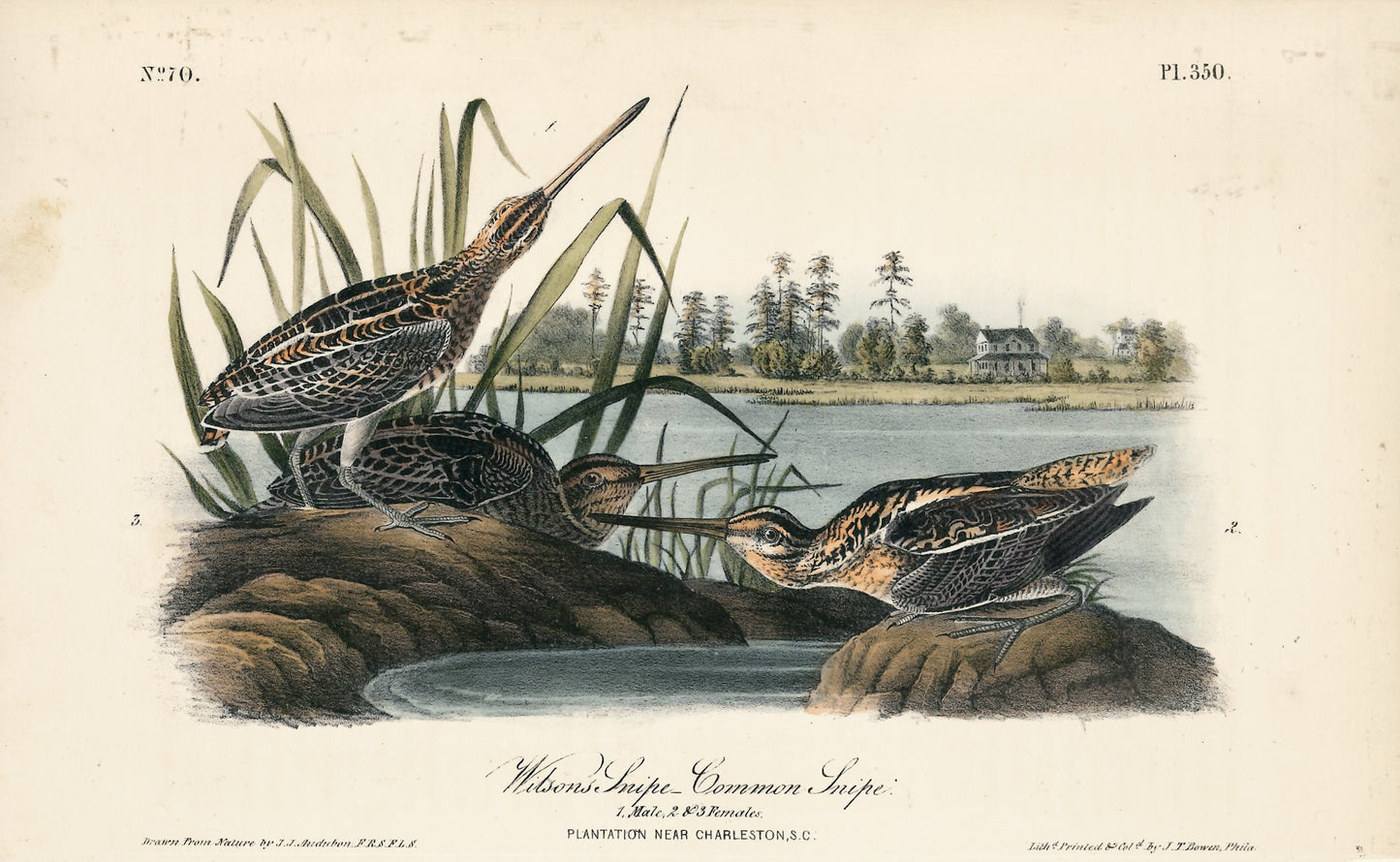 AUDUBON, John James (1785 - 1851), Wilson's Snipe Common Snipe (Plate 350), 1839-1844