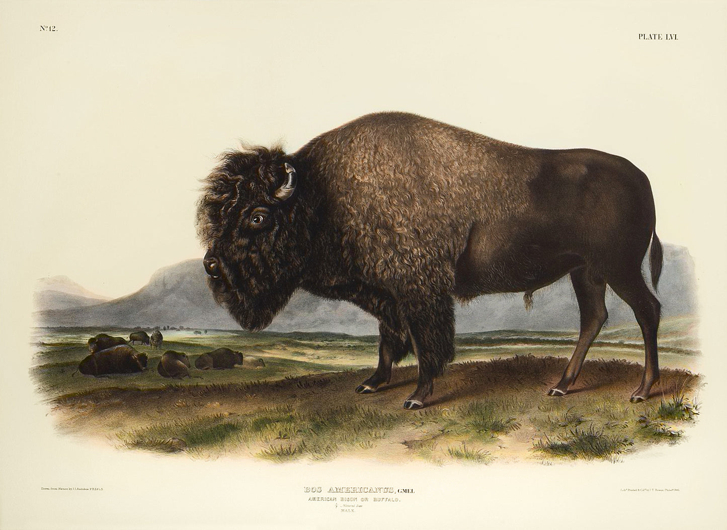 AUDUBON, John James (1785-1851) & AUDUBON, John Woodhouse (1812-1862). American Bison or Buffalo, Pl. LVI. - Arader Galleries