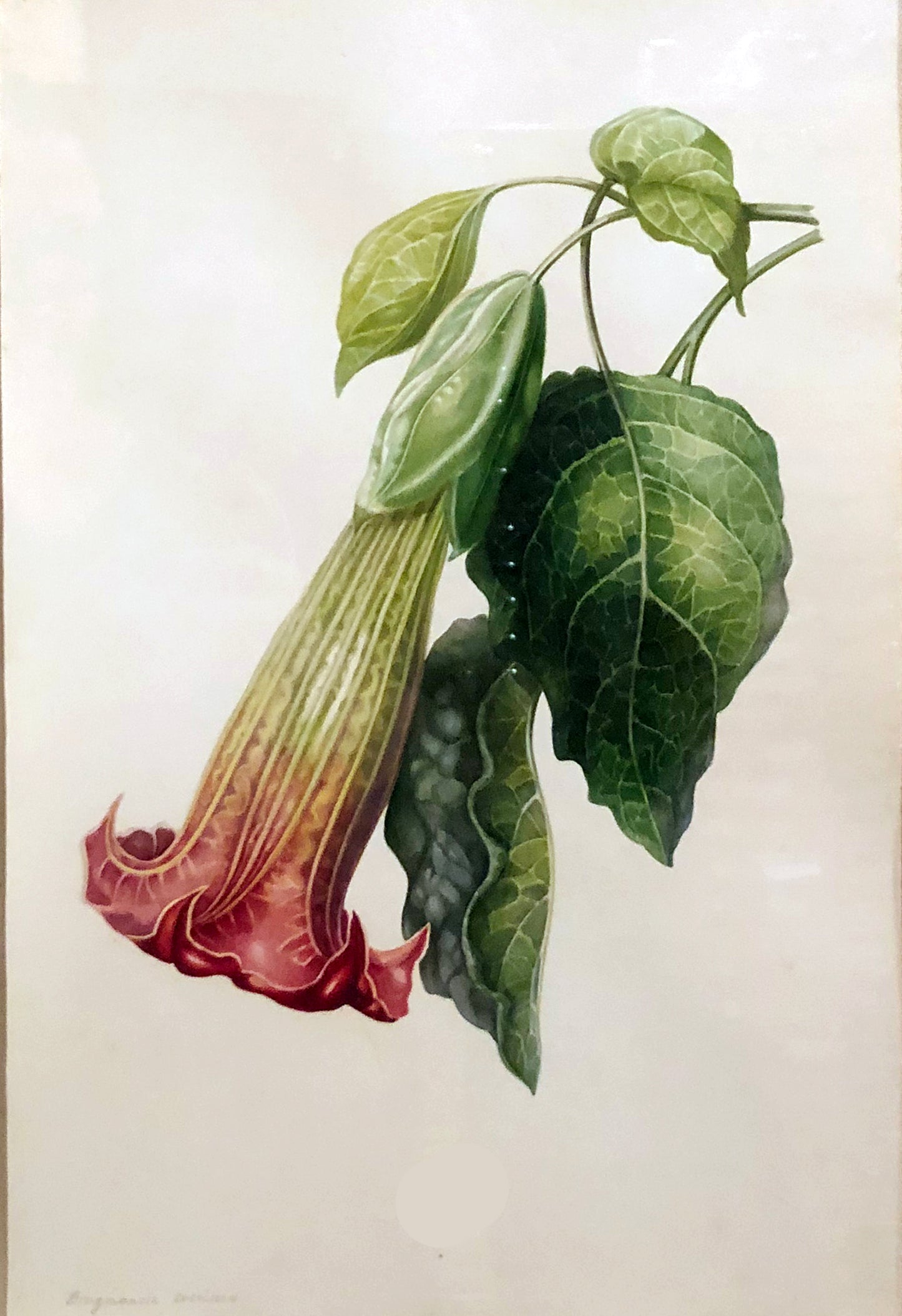 CHARLES EMPSON (BRITISH, 1794-1861) Brugmansia Coccinea
