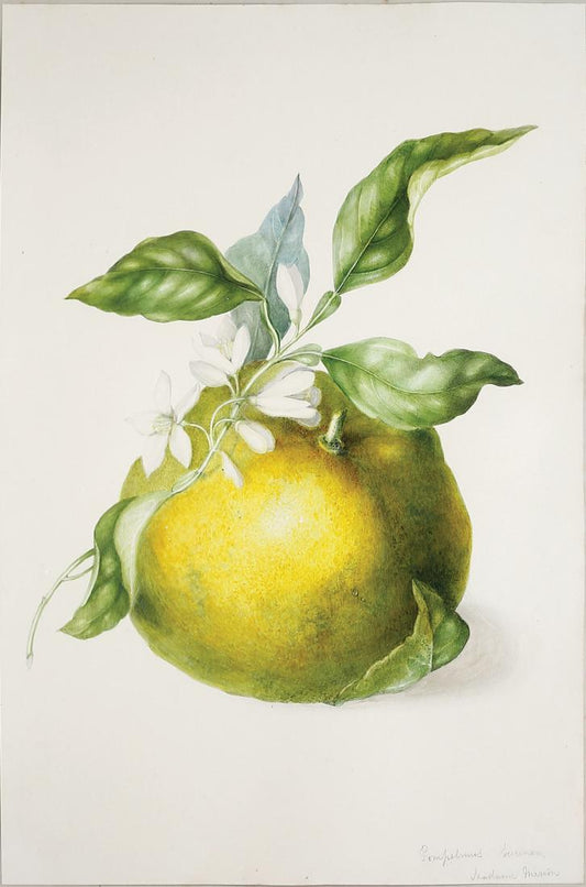 CHARLES EMPSON (BRITISH, 1794-1861) Pompelmus Surinam, Madame Merian (Grapefruit)