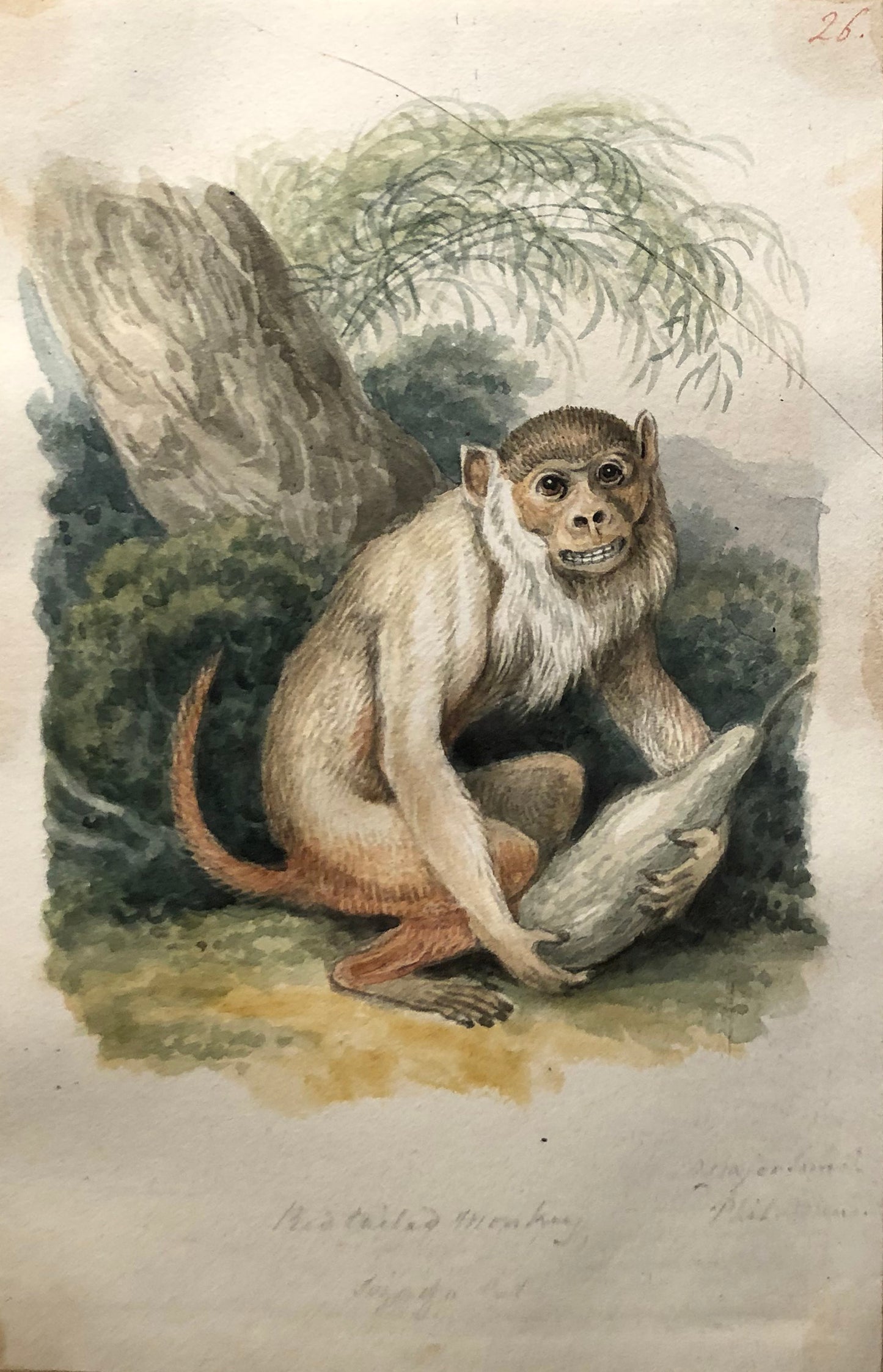 SAMUEL HOWITT (BRITISH, 1765-1822) Red-tailed Monkey. Size of a Cat.