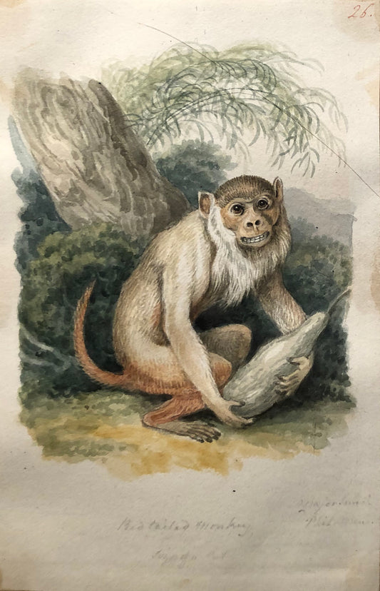 SAMUEL HOWITT (BRITISH, 1765-1822) Red-tailed Monkey. Size of a Cat.