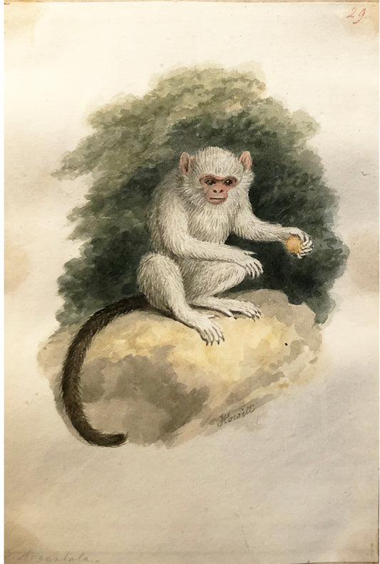 SAMUEL HOWITT (BRITISH, 1765-1822) S. Argentata (Silvery Marmoset Monkey)