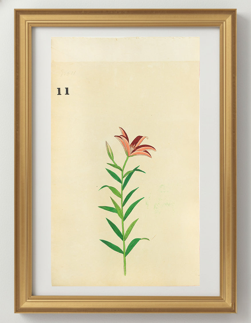 JAPANESE (Late 19th Century) - Lilies 11