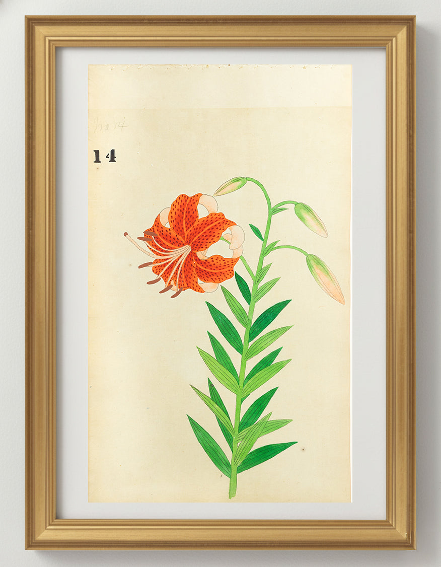 JAPANESE (Late 19th Century) - Lilies 12