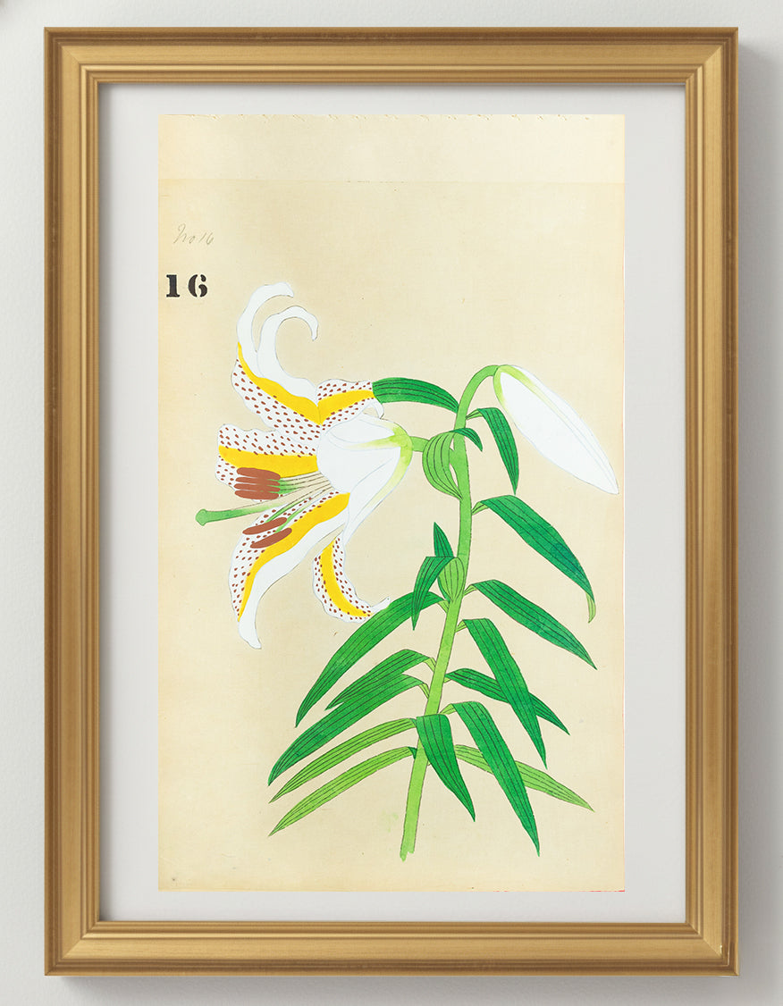 JAPANESE (Late 19th Century) - Lilies 16
