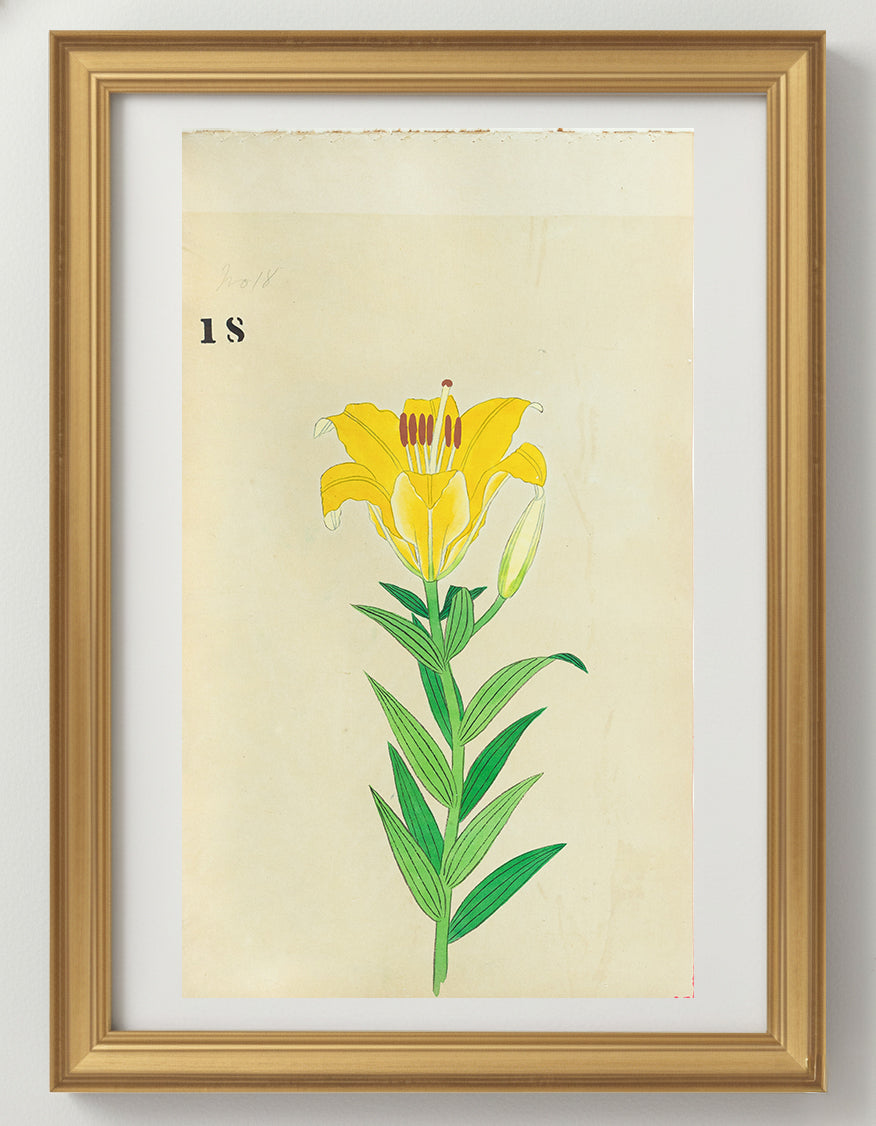 JAPANESE (Late 19th Century) - Lilies 18