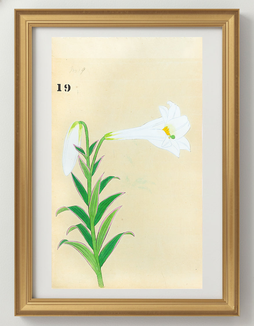 JAPANESE (Late 19th Century) - Lilies 19