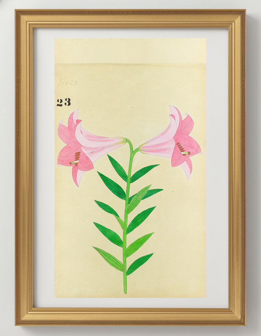 JAPANESE (Late 19th Century) - Lilies 23