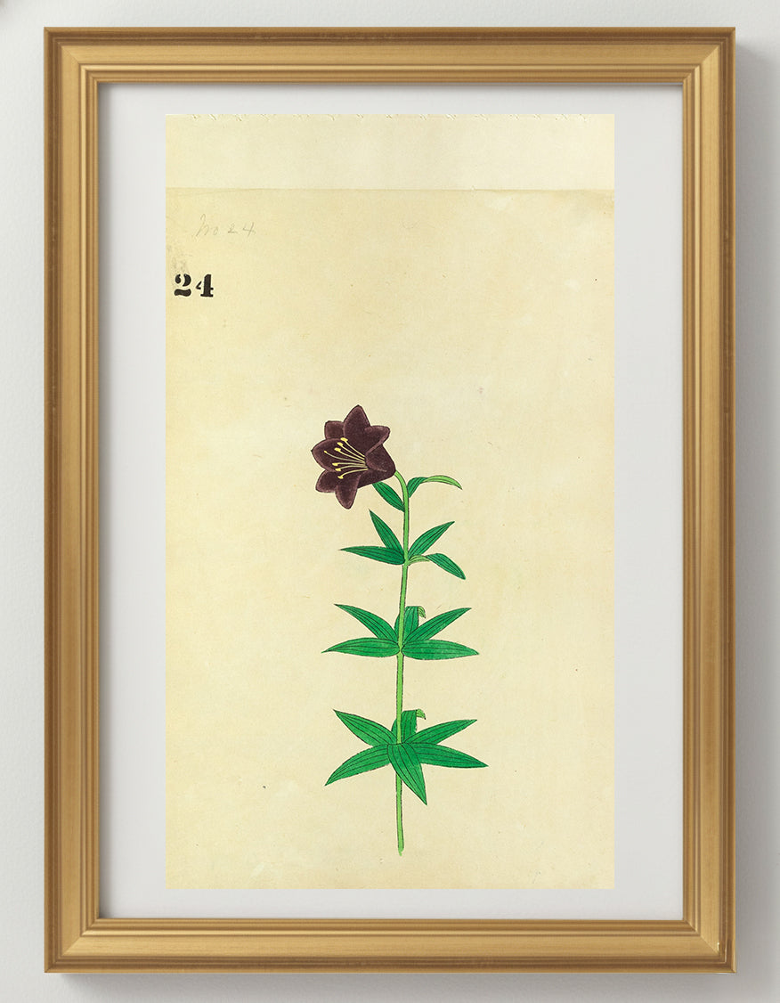 JAPANESE (Late 19th Century) - Lilies 24