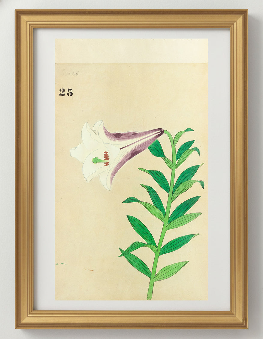 JAPANESE (Late 19th Century) - Lilies 25