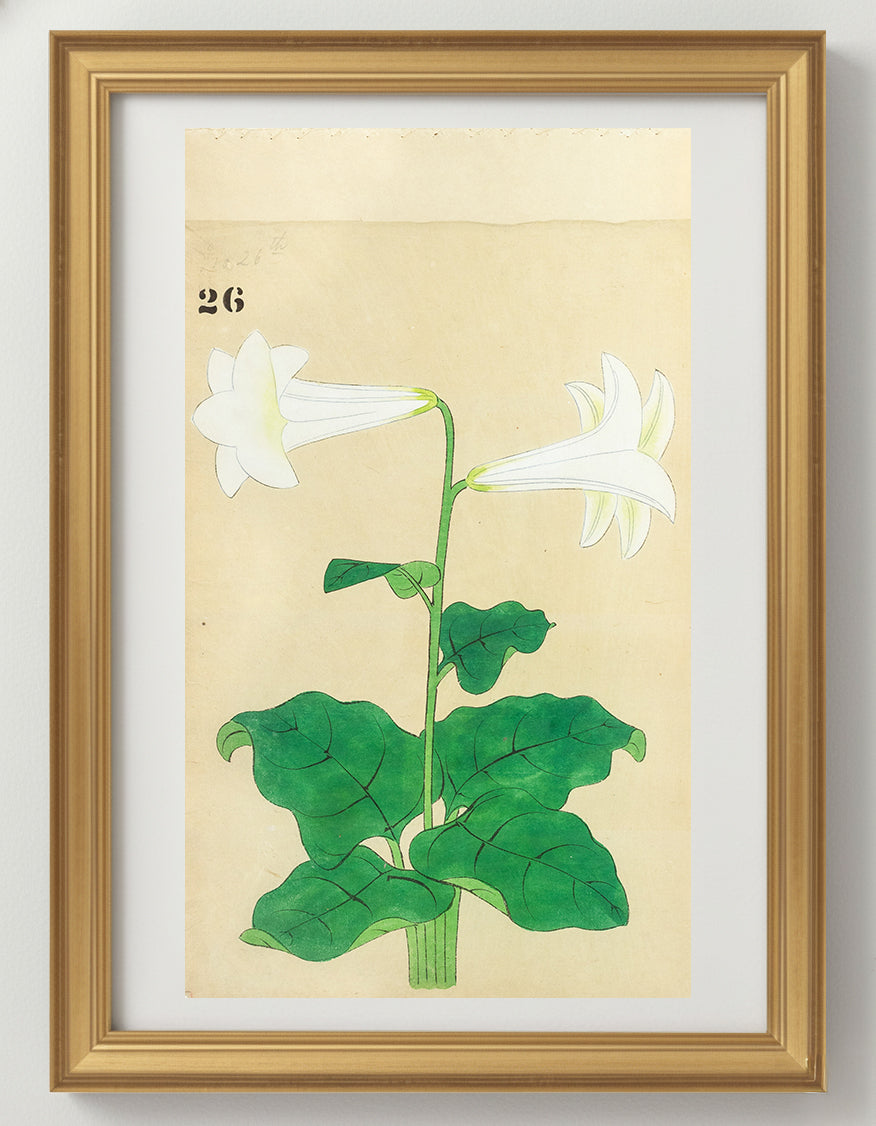 JAPANESE (Late 19th Century) - Lilies 26