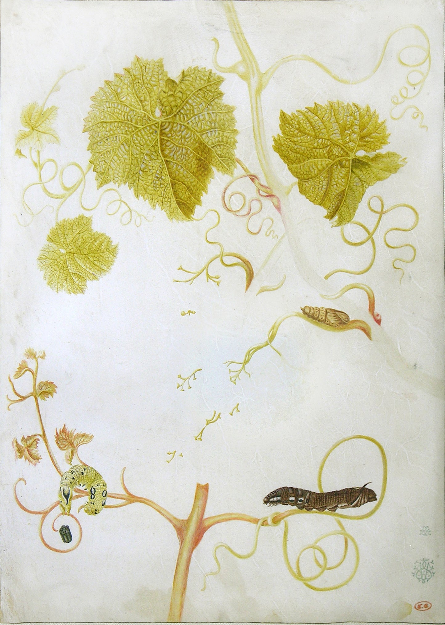 MARIA SIBYLLA MERIAN (GERMAN, 1647-1717) Study of a vine, caterpillars and pupa