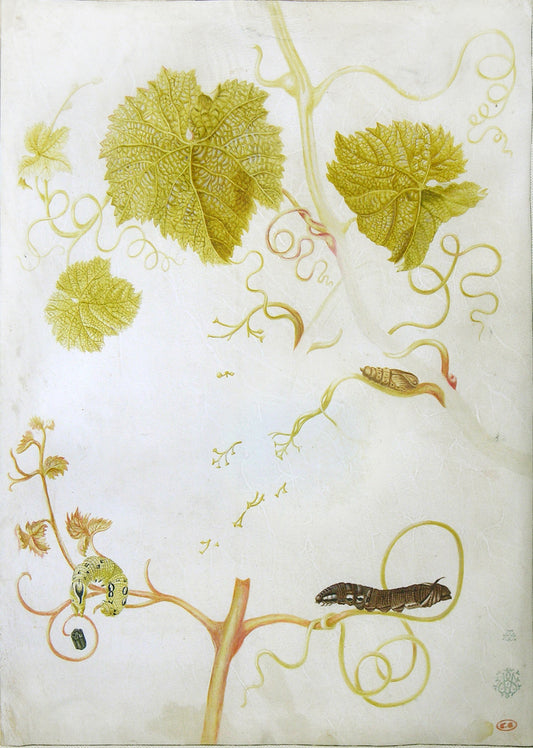 MARIA SIBYLLA MERIAN (GERMAN, 1647-1717) Study of a vine, caterpillars and pupa