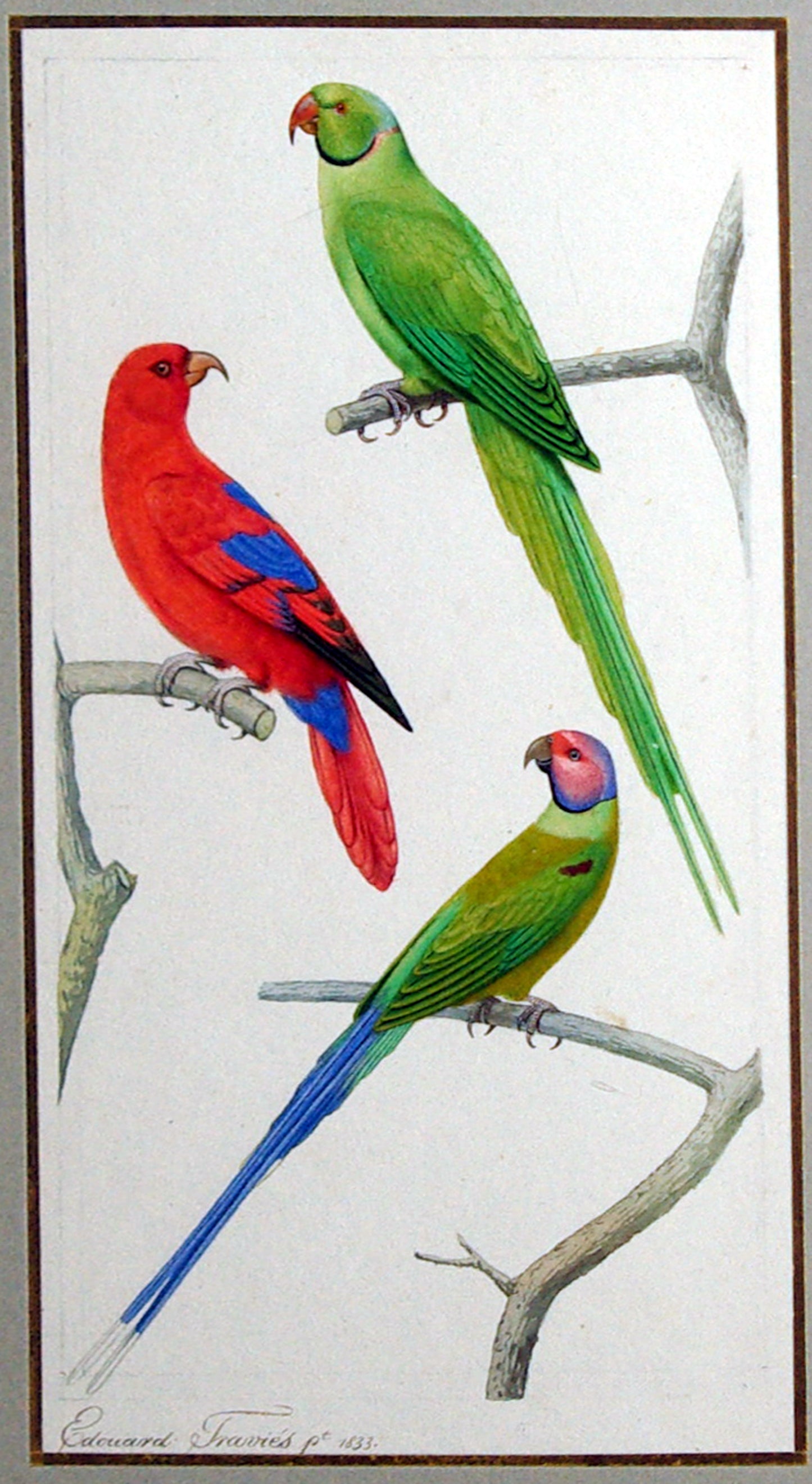 EDOUARD TRAVIES (FRENCH, 1809 - 1870) Parakeet Study