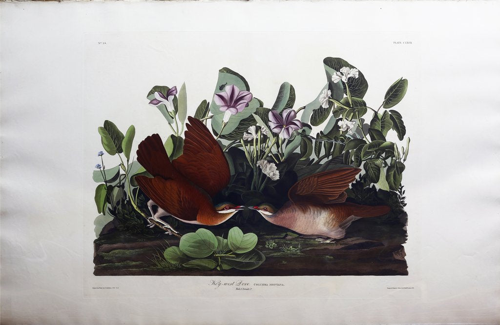 John James Audubon (1785-1851) Plate CLXVII Key-west Dove from Birds of America Engraved by Robert Havell (1793-1878) Published: London, 1827-1838 Aquatint engraving with original hand coloring Paper size: 38 1/2 x 25 1/2"