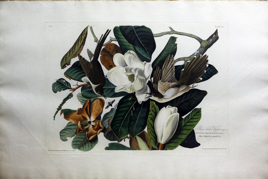 John James Audubon (1785-1851) Plate XXXII Black Billed Cuckoo from Birds of America Engraved by Robert Havell (1793-1878) Published: London, 1827-1838 Aquatint engraving with original hand coloring Paper size: 38 1/2 x 25 1/2"