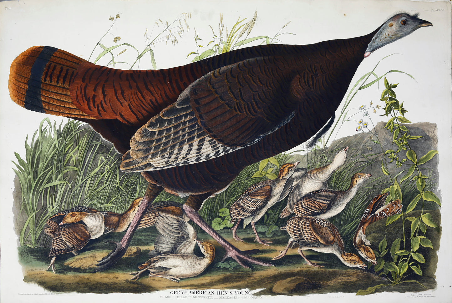 JOHN JAMES AUDUBON (1785-1851), Wild Turkey, Female from Birds of America Engraved by Robert Havell (1793-1878) Published: London, 1827-1838 Aquatint engraving with original hand coloring Paper size: 38 3/8" x 25 1/2"