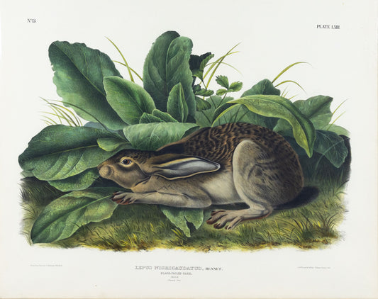 AUDUBON, John James (1785-1851), Black-Tailed Hare, Plate 63